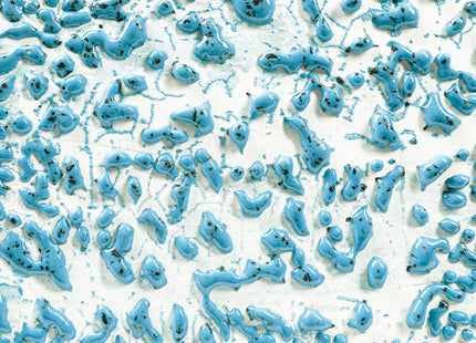 CR-22 Speckled Teal ^6