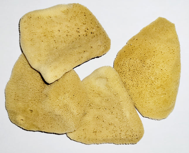 Elephant Ear Sponge - Large 3 1/2-4 Inches
