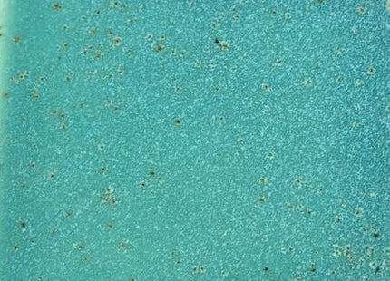 Mermaid Cove ^6 Pint