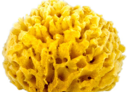 Natural Wool Sponge Large 3 1/2 - 4"