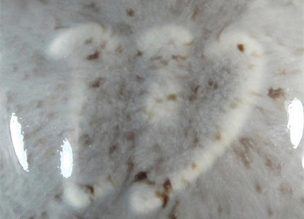 Western – Cone 5/6 – 4504 – Dove Gray Speck